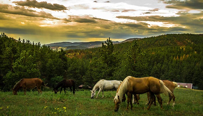 Horse Riding