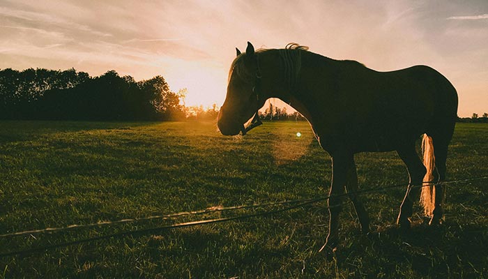 Horse Riding