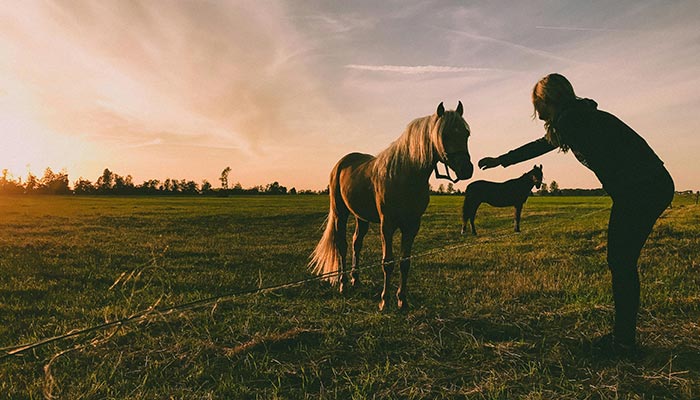 Horse Riding