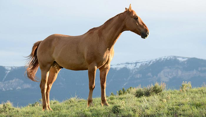Horse Riding